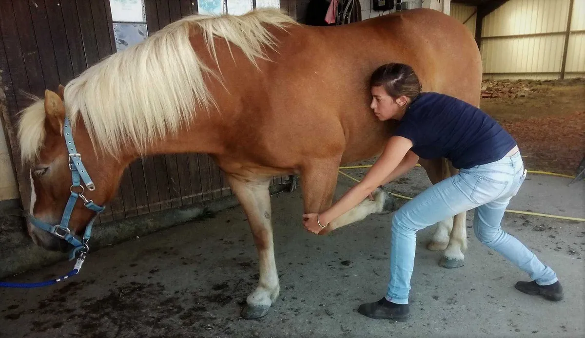 Ostéopathe pratiquant une manipulation vertébrale sur un cheval