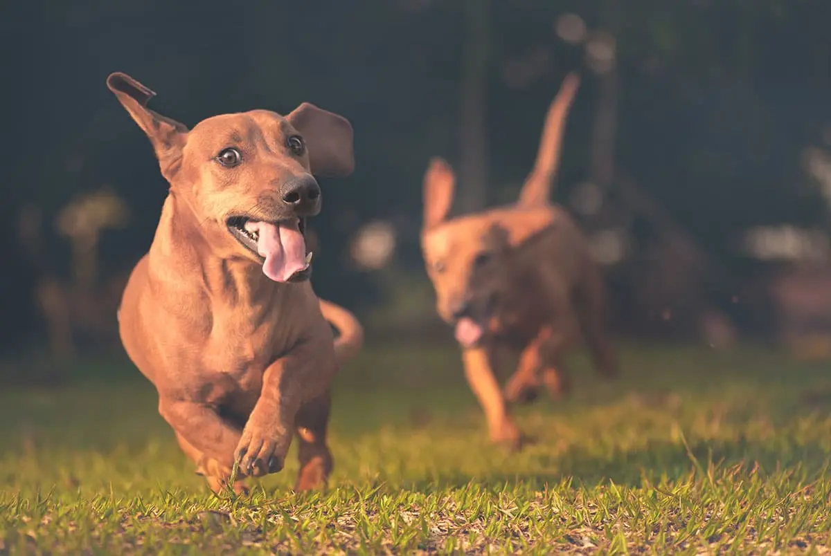 Chien recevant un soin ostéopathique