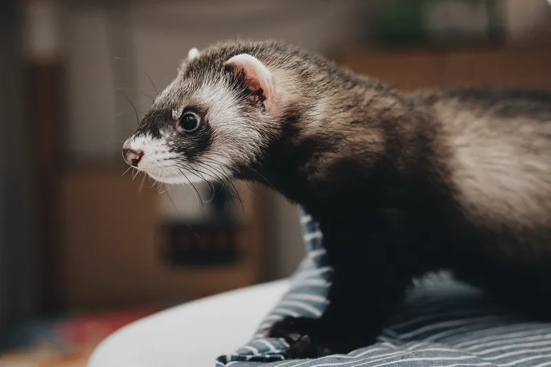 Furet représentant les Nouveaux Animaux de Compagnie (NAC)