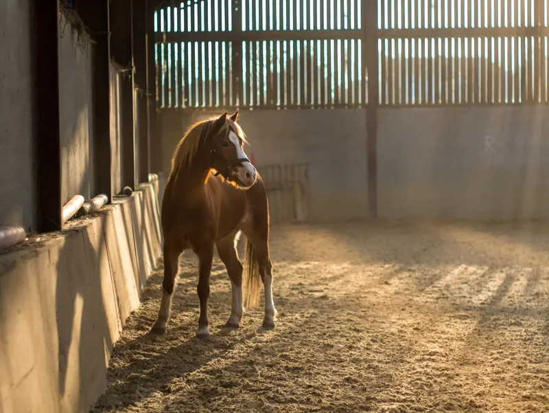 Cheval représentant les consultations en ostéopathie équine