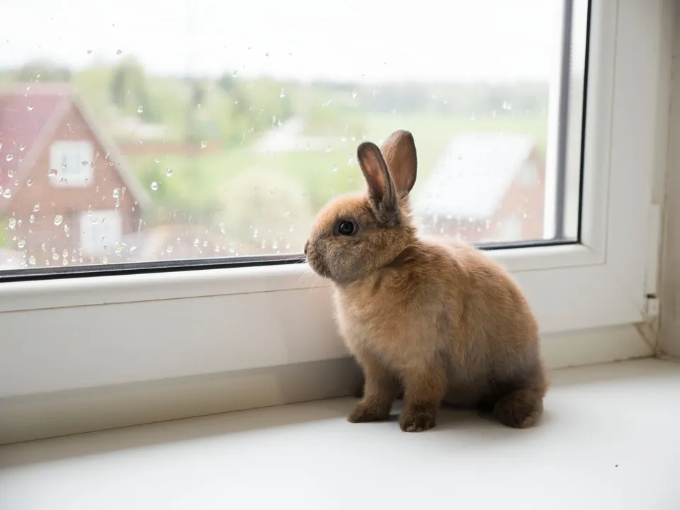 un lapin