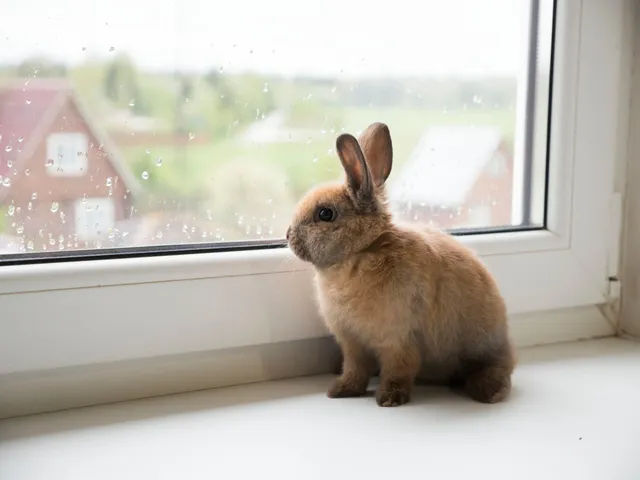 un lapin