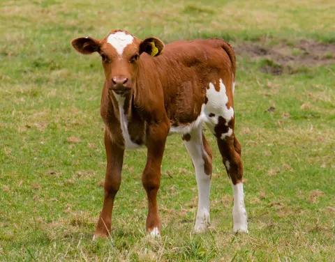 une vache