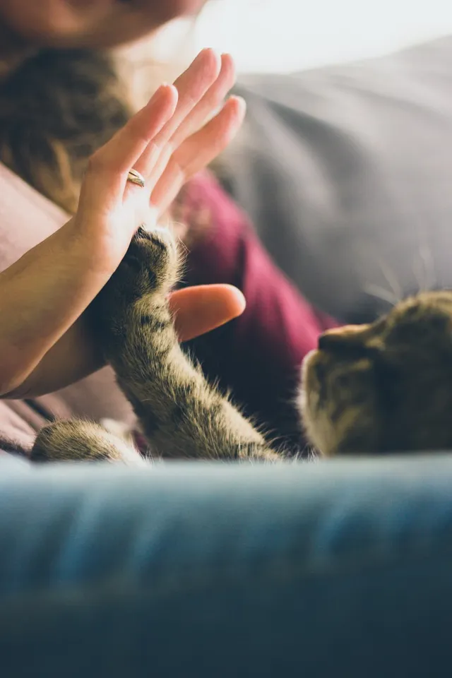 Chaton tigré donnant la patte lors d'un examen ostéopathique