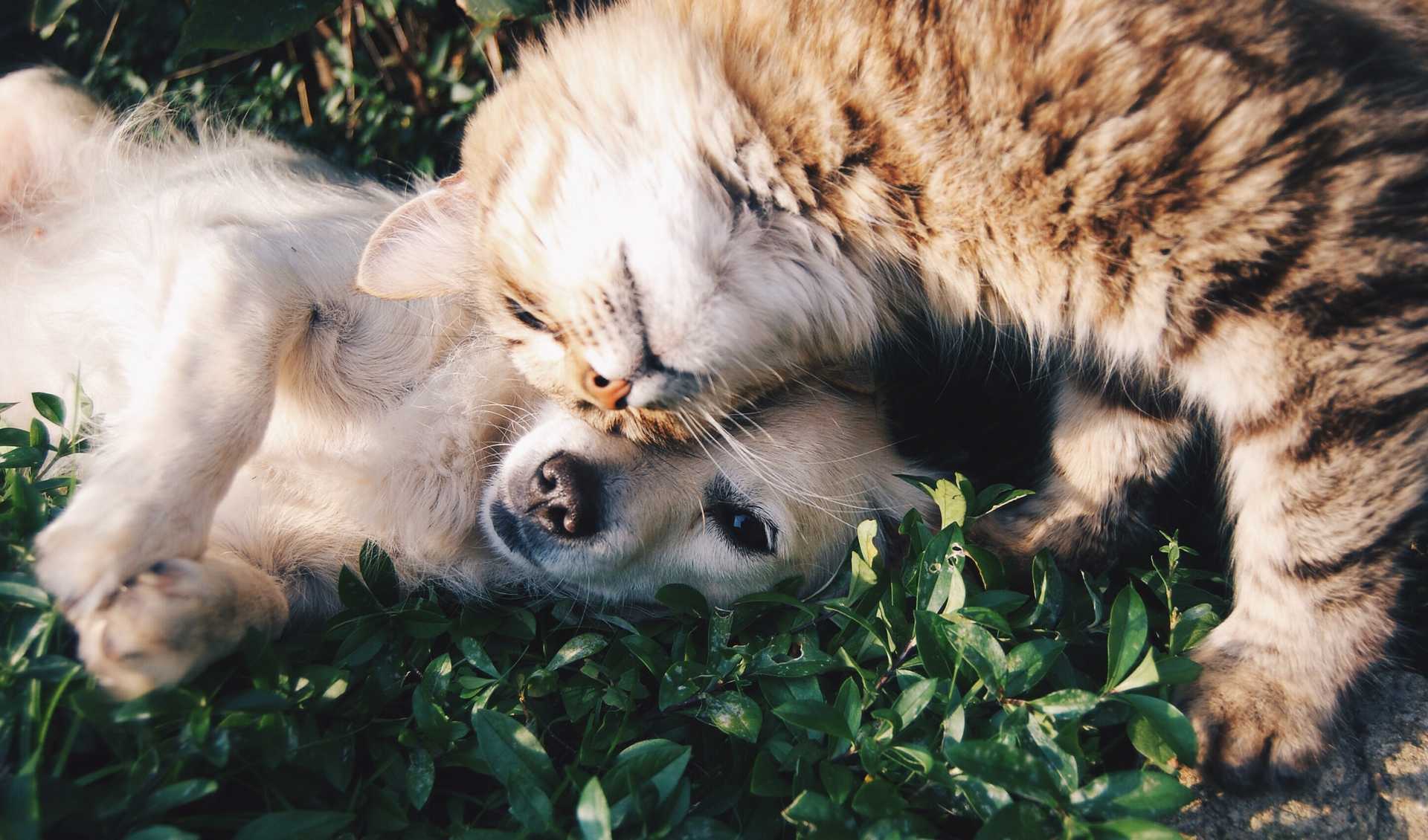 chien et chat